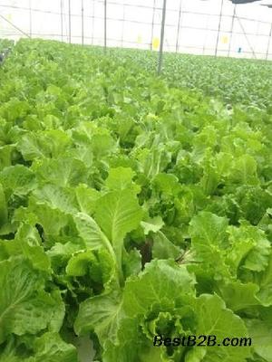 蘿崗無公害蔬菜配送 碧溪餐飲以誠信經營守護健康餐桌